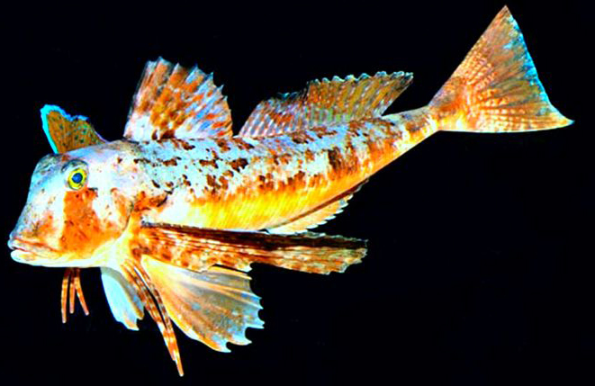 Trigloporus lastoviza_07.jpg